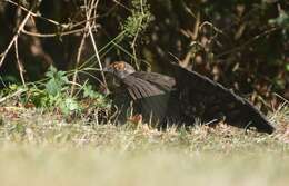 Imagem de Dendragapus Elliot & DG 1864