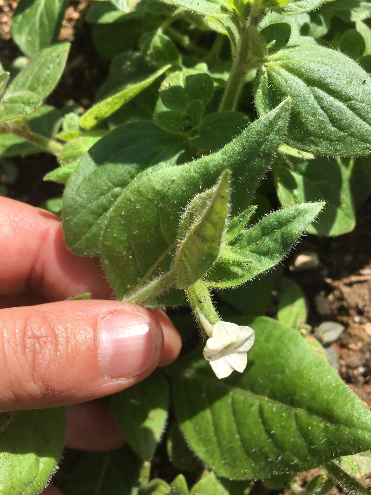 Image of Cleveland's tobacco