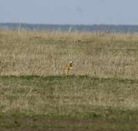 Image of Red-cheeked Ground Squirrel