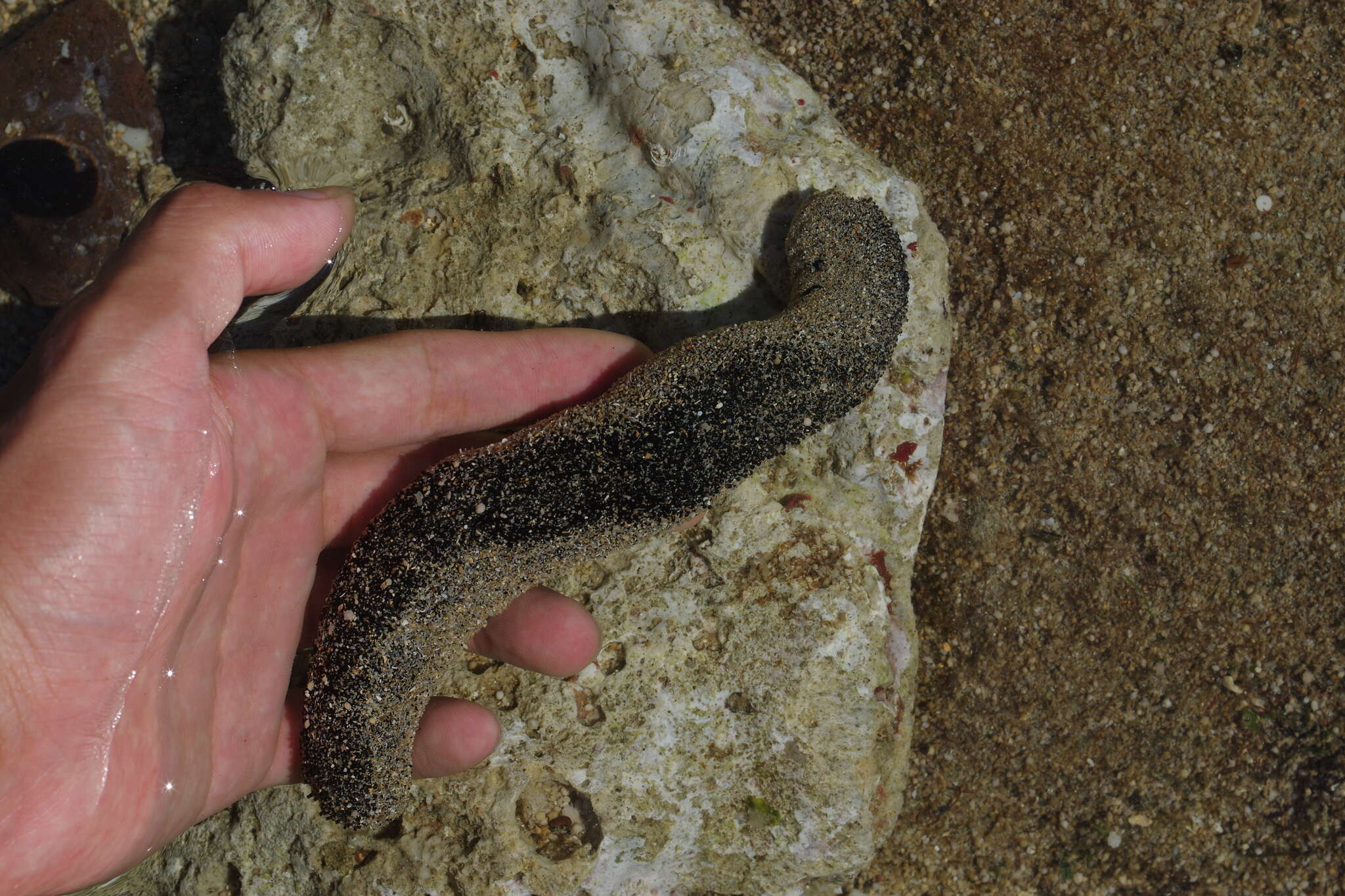 Image of Black sea cucumber