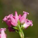 Image of Erica steinbergiana Wendl. fil. ex Klotzsch