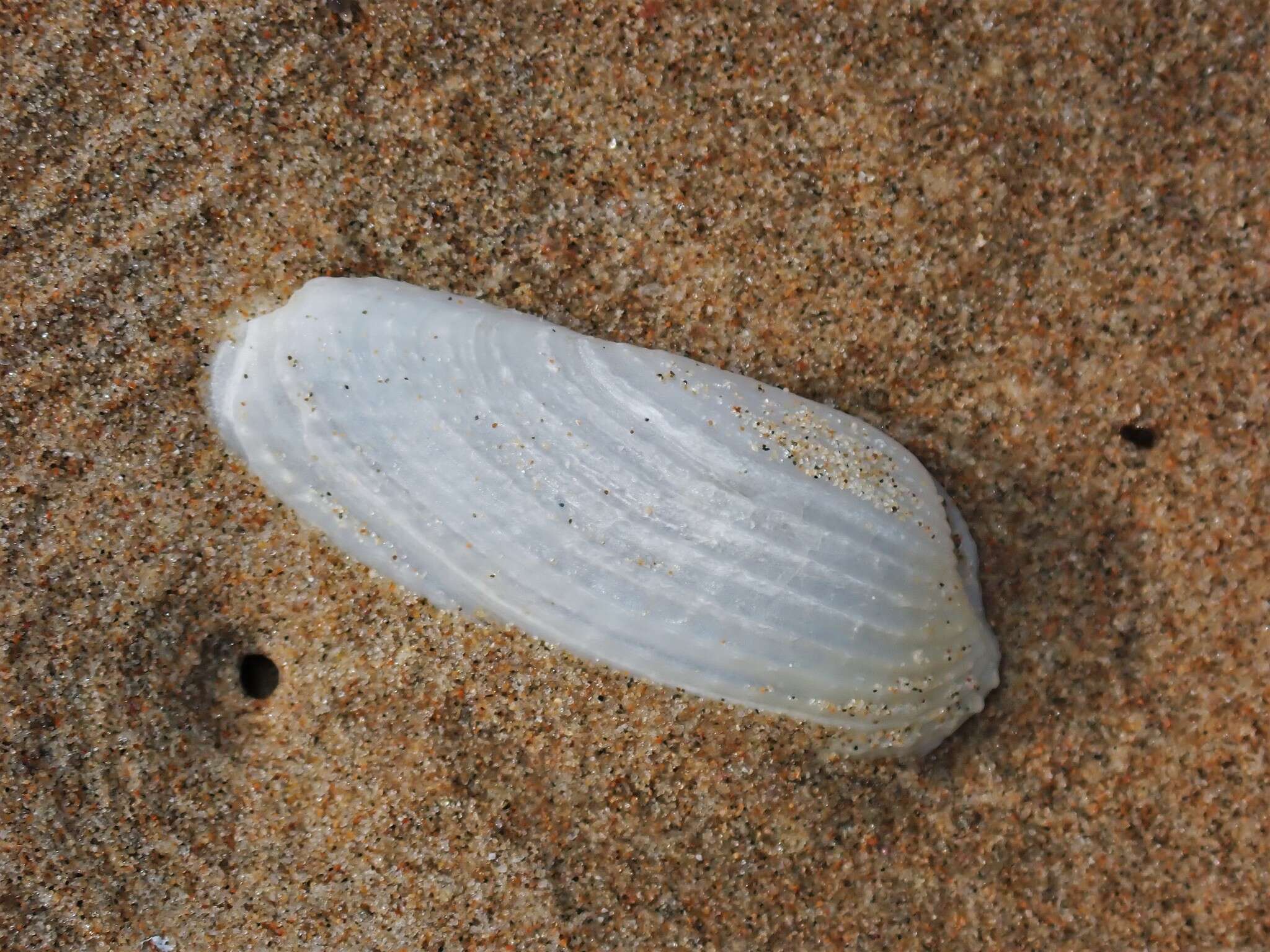 Image of Barnea australasiae (G. B. Sowerby II 1849)