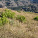 Image of Leucadendron spissifolium subsp. oribinum I. J. M. Williams