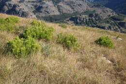 Image of Leucadendron spissifolium subsp. oribinum I. J. M. Williams