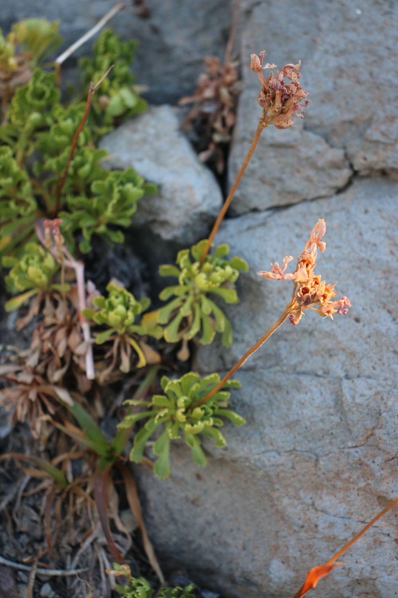 Plancia ëd Primula suffrutescens A. Gray