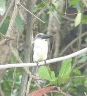 Image of Black-billed Kingfisher