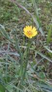 Image of Tragopogon pratensis subsp. pratensis