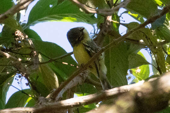 Image of Yellow-winged Vireo