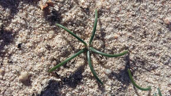 Image of Drimia convallarioides (L. fil.) J. C. Manning & Goldblatt