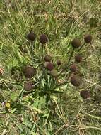 Image of Eryngium sanguisorba Cham. & Schltdl.