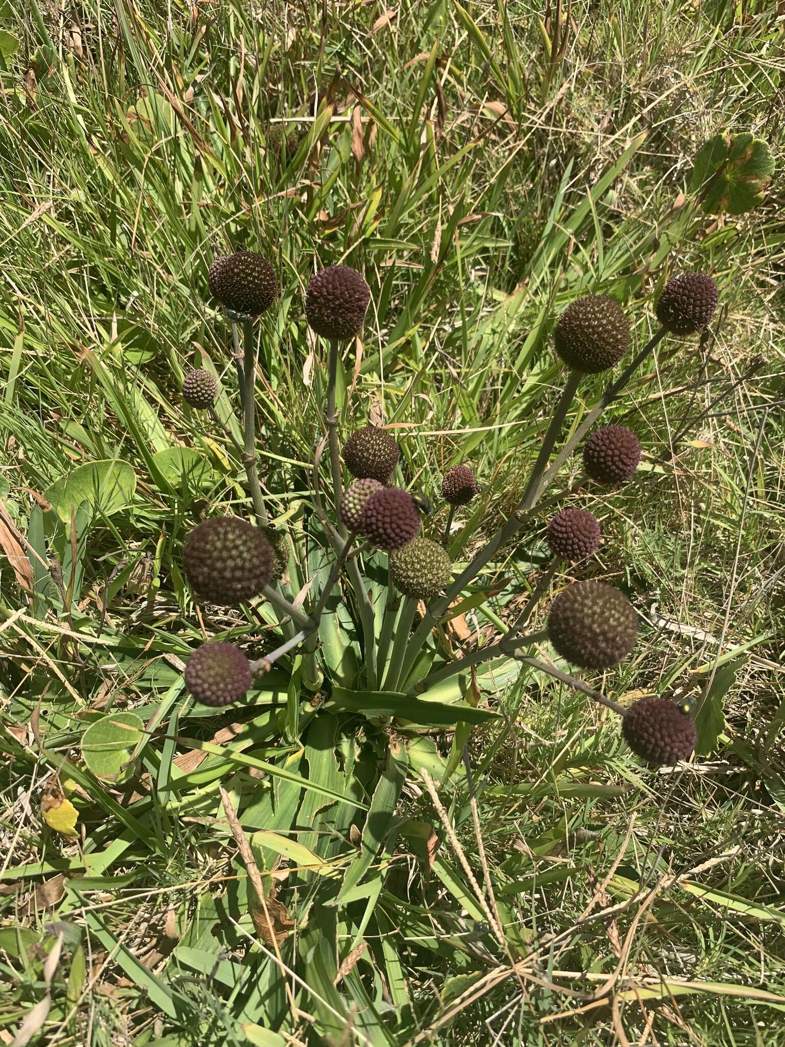 Image of Eryngium sanguisorba Cham. & Schltdl.