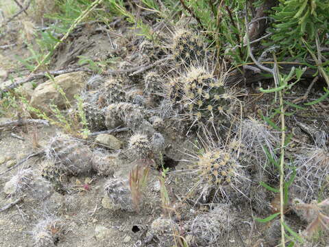 Image of Pterocactus fischeri Britton & Rose