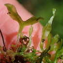 Image of Symphyogyna podophylla (Thunb.) Nees & Mont.