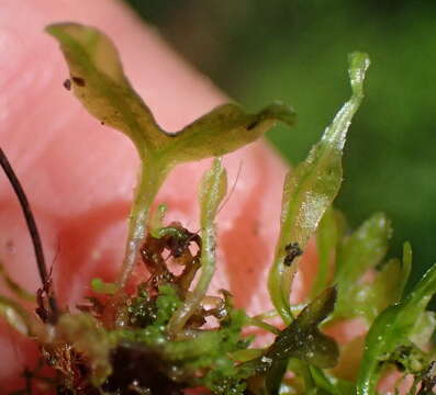 Image of Symphyogyna podophylla (Thunb.) Nees & Mont.