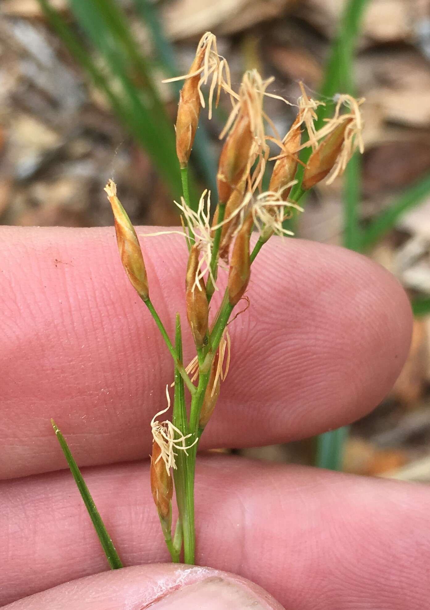 Rhynchospora megalocarpa A. Gray resmi