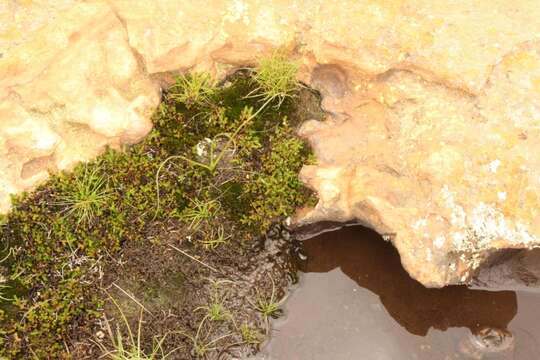 Image of Selaginella caffrorum (Milde) Hieron.