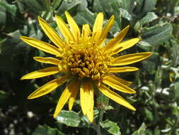 Image of Berkheya fruticosa (L.) Ehrh.