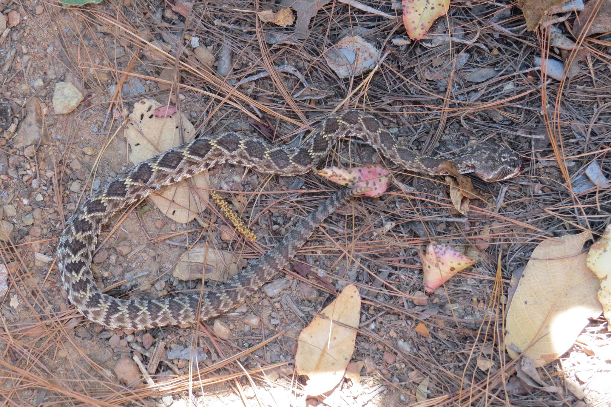 Image of Crotalus molossus oaxacus Gloyd 1948