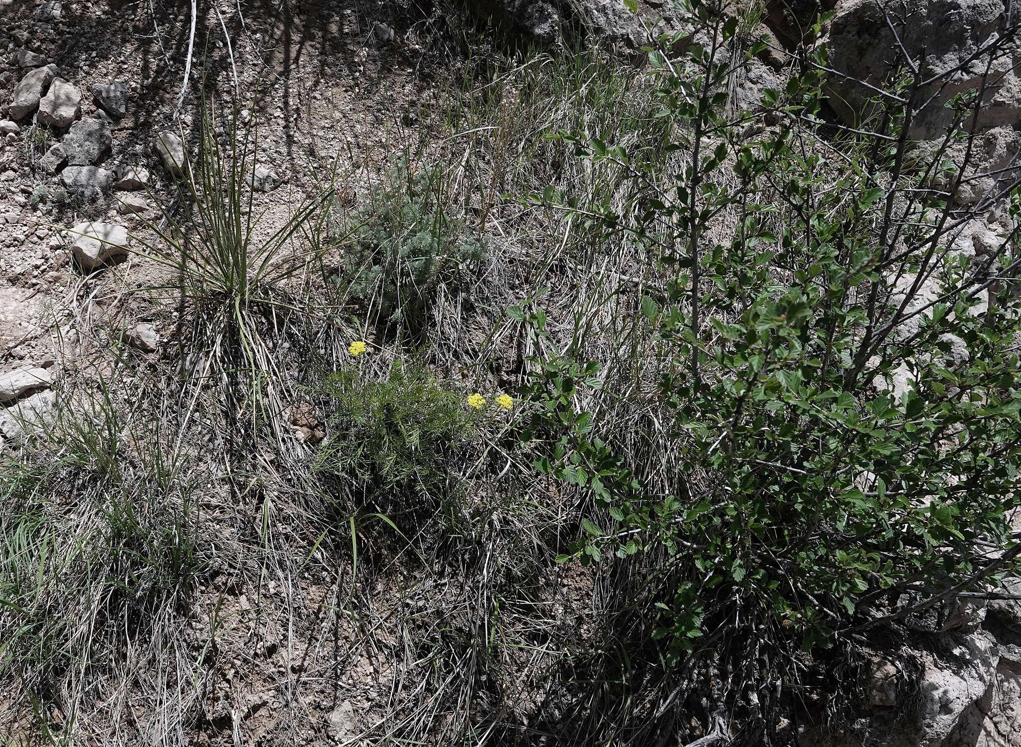 Image of slender wildparsley