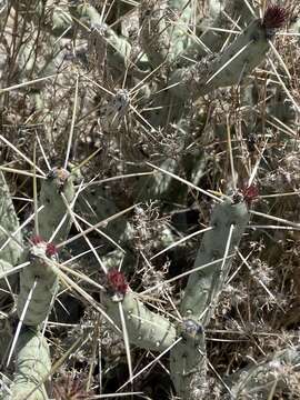 Image of Cylindropuntia tesajo (Engelm. ex J. M. Coult.) F. M. Knuth