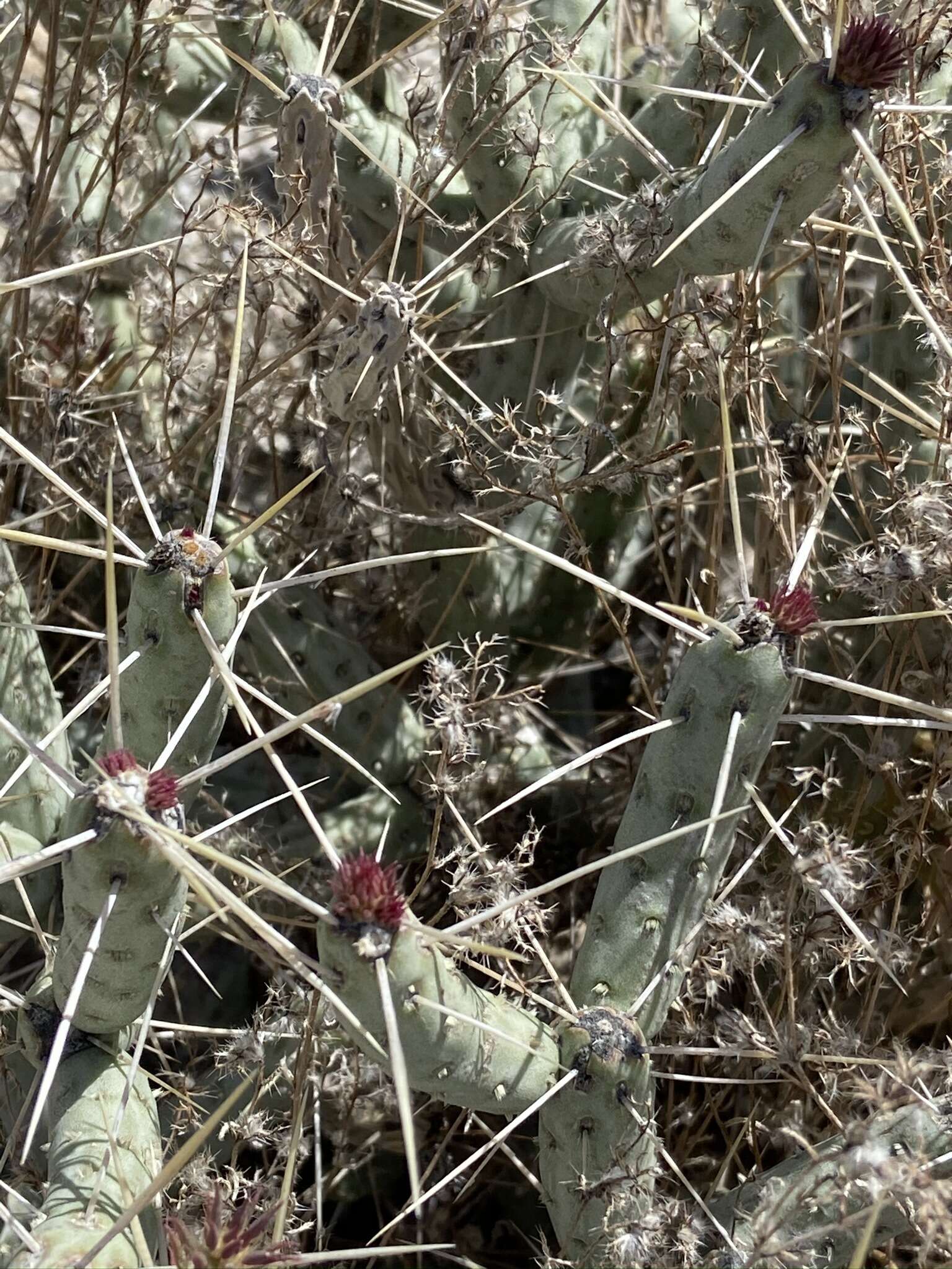 Imagem de Cylindropuntia tesajo (Engelm. ex J. M. Coult.) F. M. Knuth