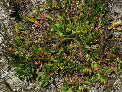 Image of Skiatophytum tripolium (L.) L. Bol.