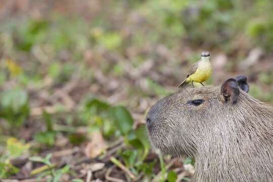 Image of Capybaras