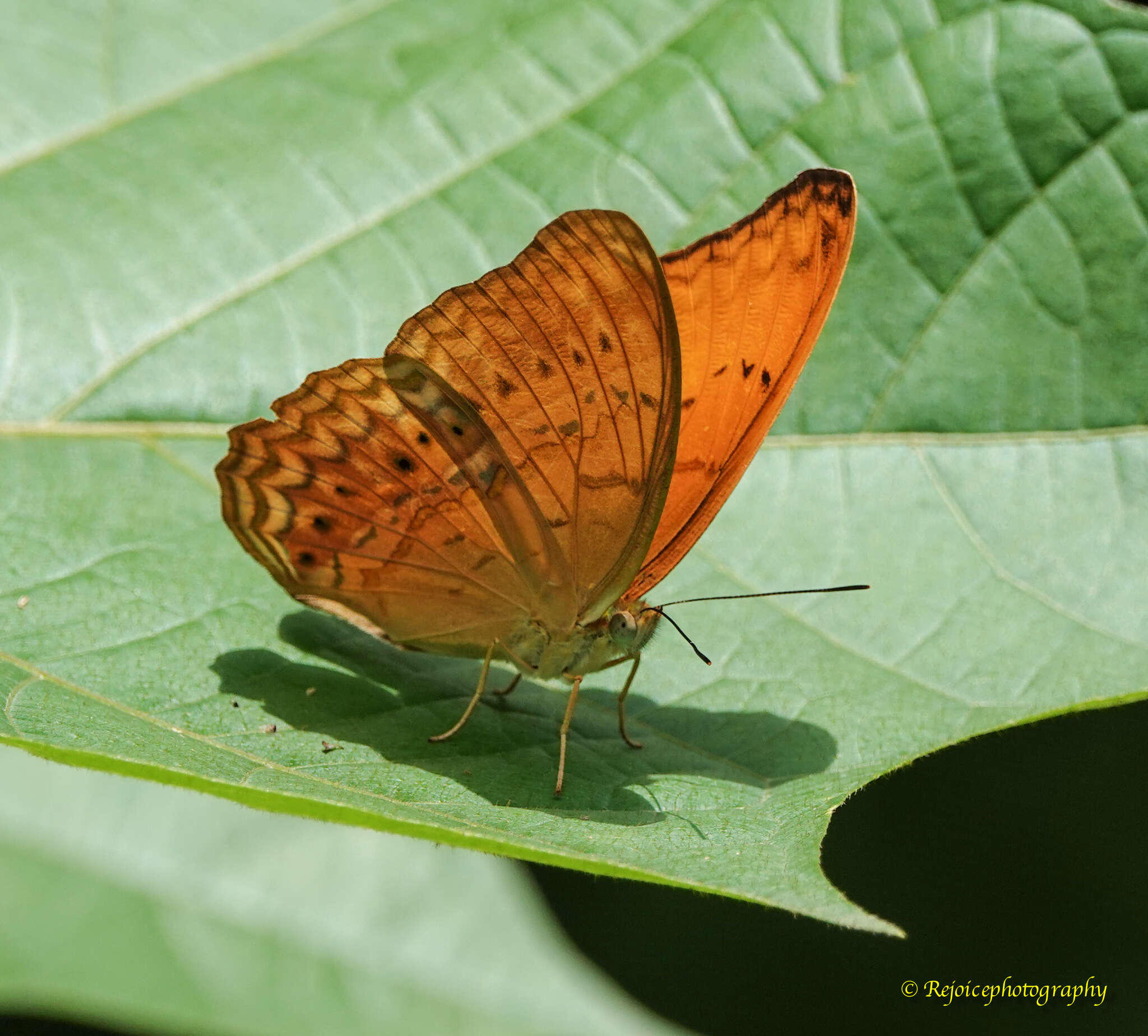 Imagem de Cirrochroa aoris Doubleday (1847)