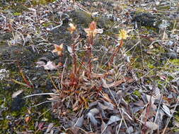 Imagem de Saxifraga hirculus subsp. propinqua (R. Br.) A. & D. Löve