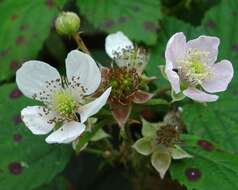 Image of Rubus infestus Weihe ex Boenn.