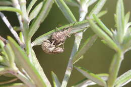 Image of Ellimenistes laesicollis Fahraeus 1871