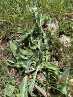 Centaurea cheiranthifolia Willd. resmi