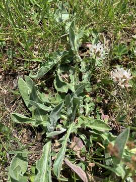 Слика од Centaurea cheiranthifolia Willd.