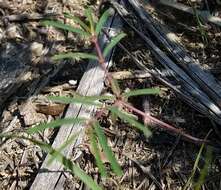 Image of prairie sandmat