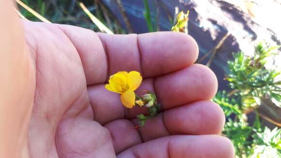 Image de Linum acuticarpum C. M. Rogers