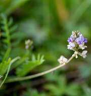 Image of Oxytropis glabra DC.