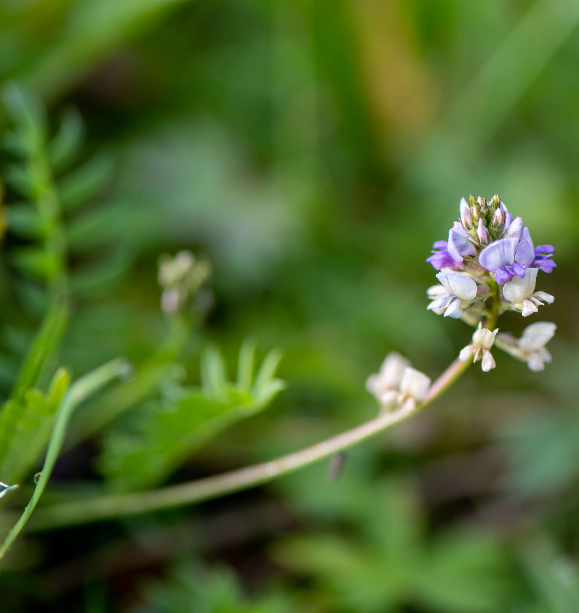 Image of Oxytropis glabra DC.