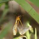 Image of Bittacus texanus Banks 1908