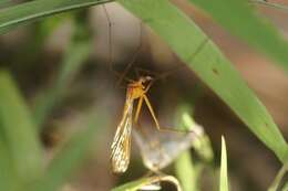 Image of Bittacus texanus Banks 1908