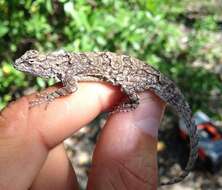 Image of Tropical tree lizard