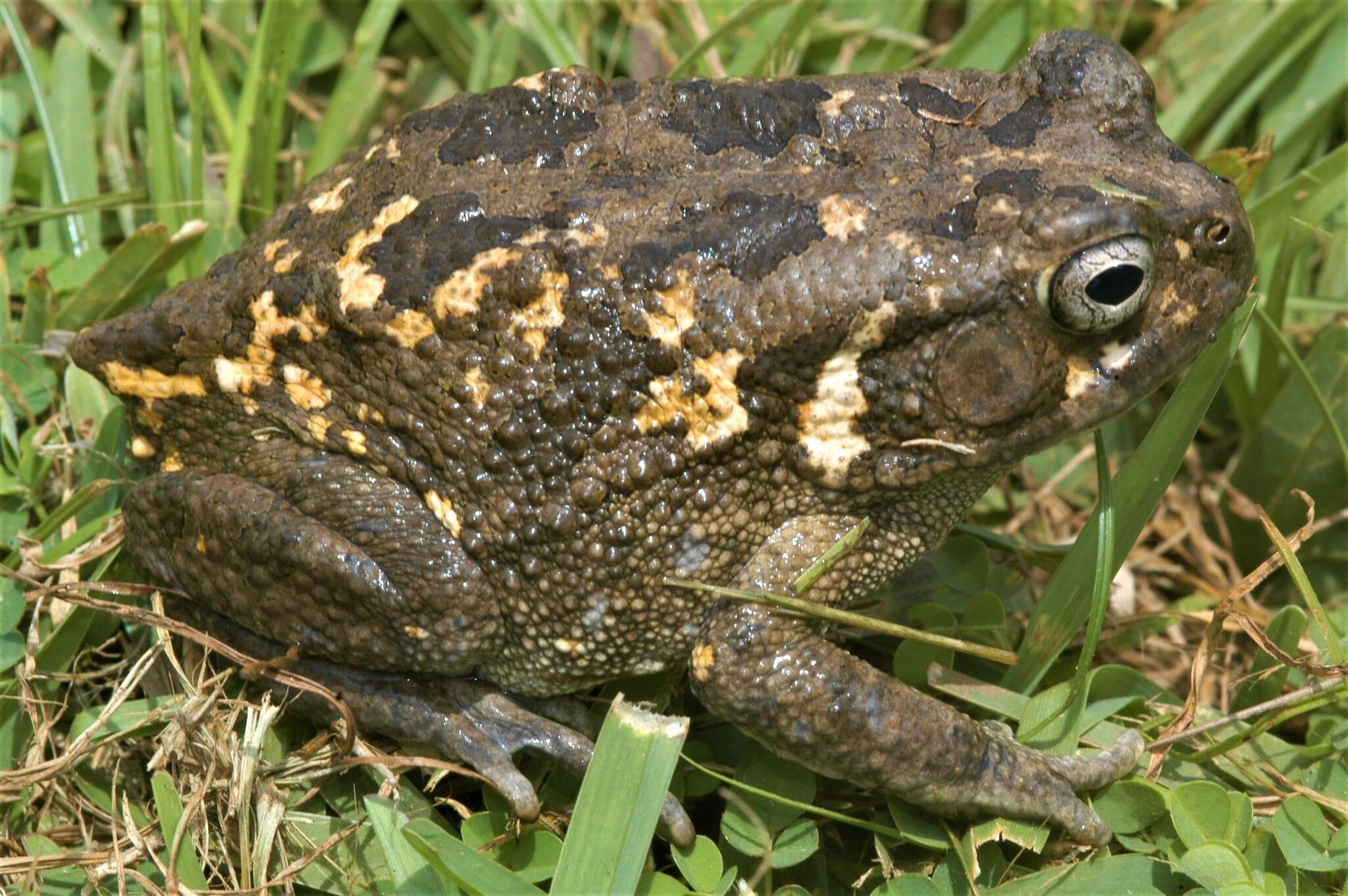 Image of Common African toad