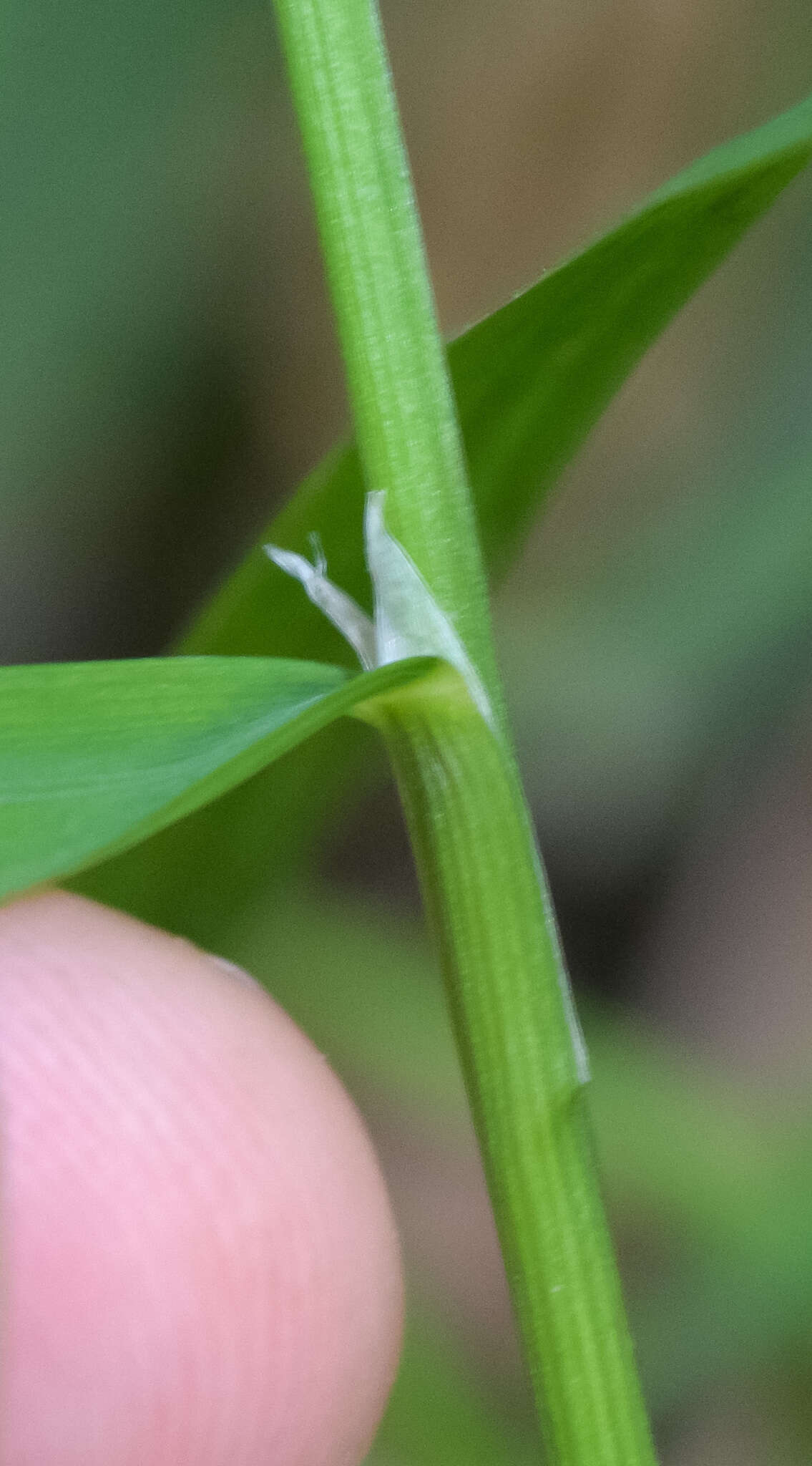 Image of Glyceria alnasteretum Kom.