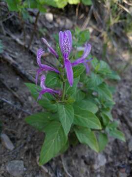 Image of Hypoestes aristata (Vahl) Soland. ex Roem. & Schult.