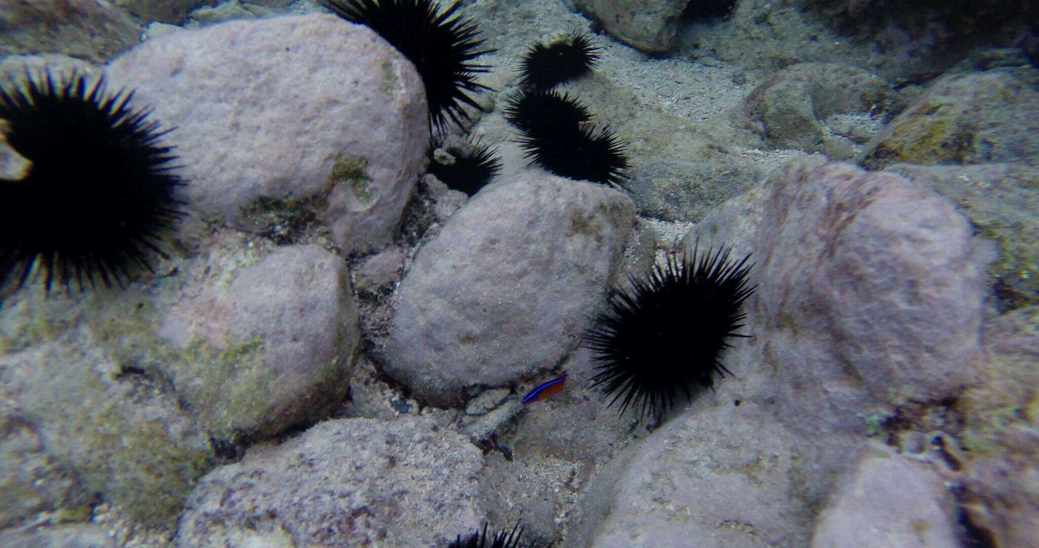 Plancia ëd Pseudochromis aldabraensis Bauchot-Boutin 1958