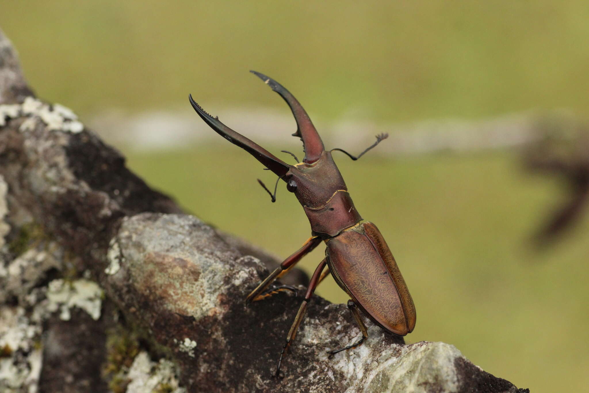 Imagem de Cyclommatus montanellus Möllenkamp 1904