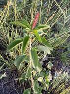 Image of Acalypha communis Müll. Arg.