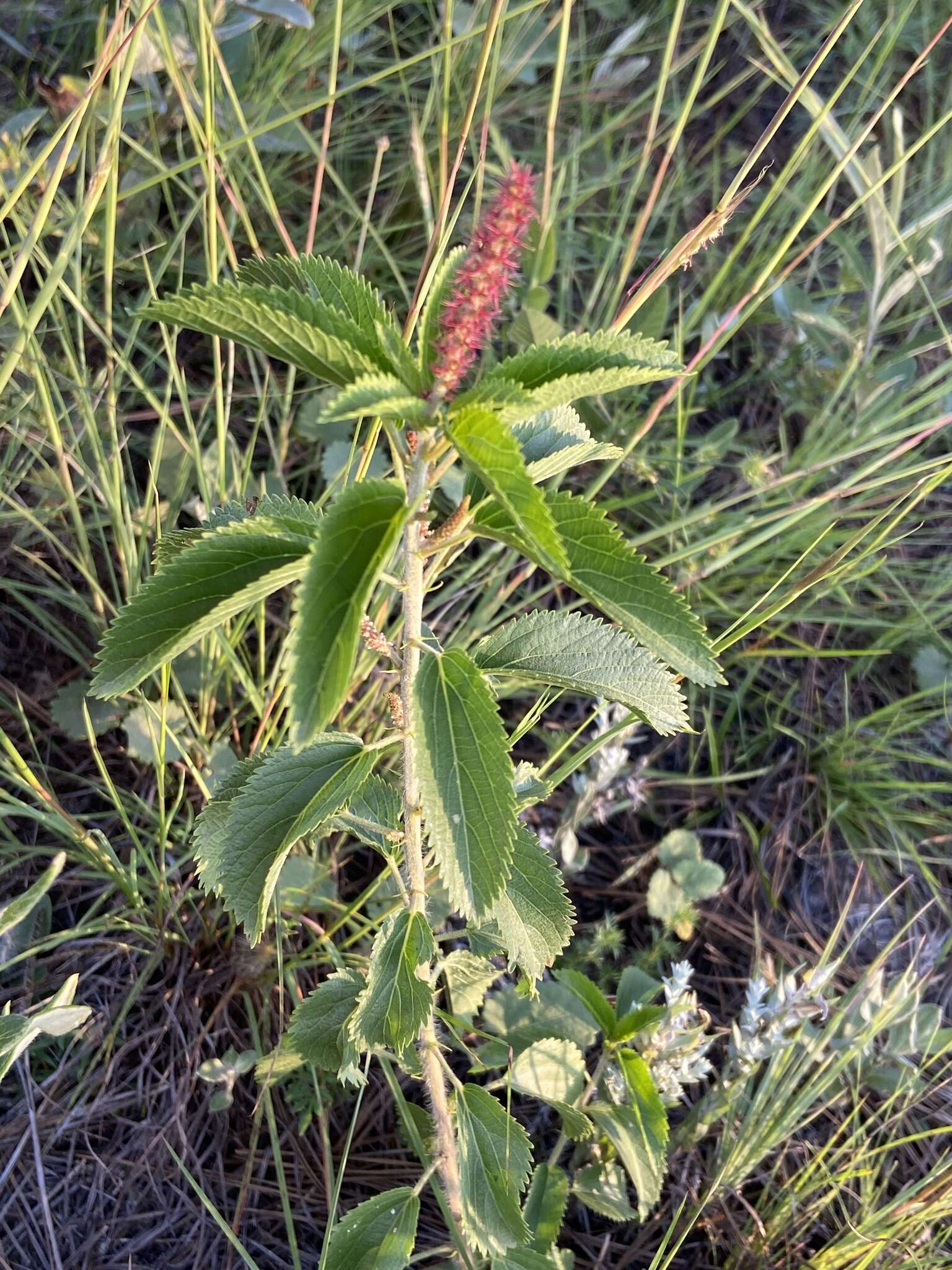 Image of Acalypha communis Müll. Arg.