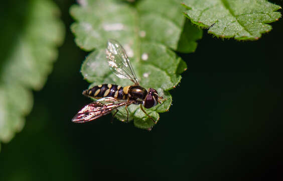 Image of Allograpta hortensis (Philippi 1865)