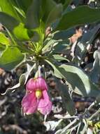 Image of Eremophila fraseri F. Muell.