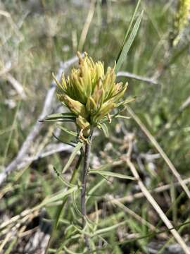 Image of deer Indian paintbrush